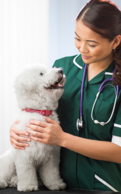 Regular Vet Check-ups Regular Vet Check-ups