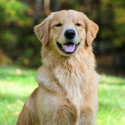 golden retriver golden retriver