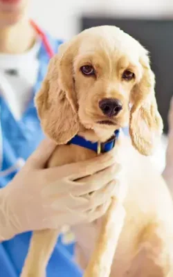 pets vaccination pets vaccination