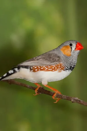 zebra_finch zebra_finch